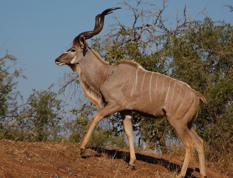 1200px-Male_greater_kudu